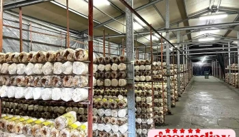 丰年灵芝菇类生态农场 - 545台湾南投縣埔里鎮東潤路58號