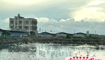 浊水溪出海口「台湾招潮蟹」 - 台湾台西村 彰化縣大城鄉