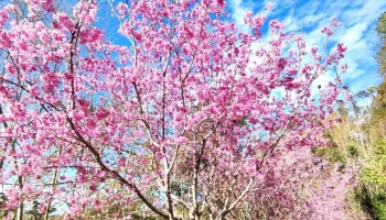 石壁苏家农场 - 646台湾 Yunlin County, Gukeng Township