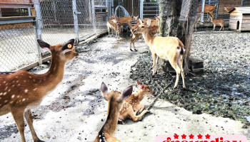 鹿境梅花鹿生态园区 - 946台湾屏東縣恆春鎮恆公路1097-1號