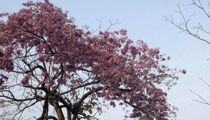 Guo Li Jia Yi Te Shu Jiao Yu Xue Xiao 評分 - Chiayi City, West District