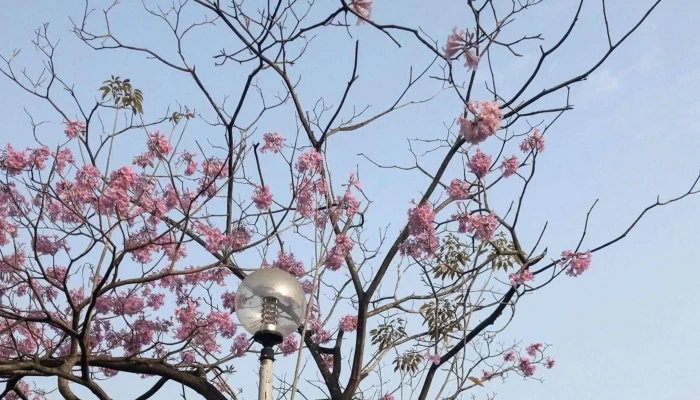Guo Li Jia Yi Te Shu Jiao Yu Xue Xiao 評論 - Chiayi City, West District