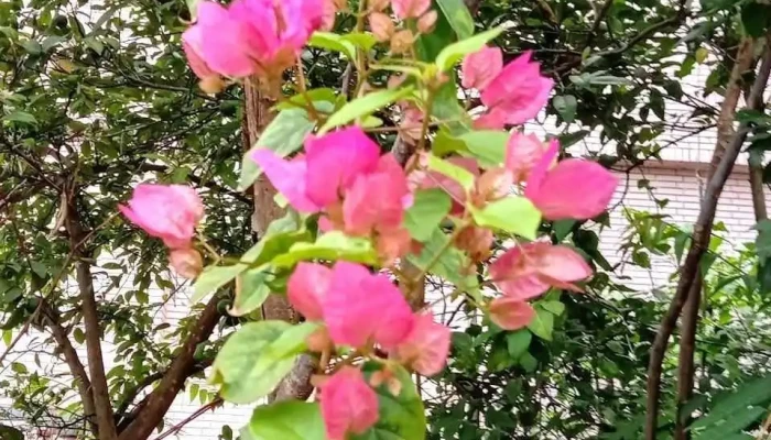 Ling Yun Si Cun Guo Zhai You Fang Ke Ti Gong - 花莲市