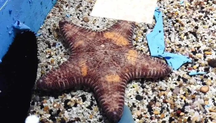 Peng Hu Xian Shui Chan Chong Miao Fan Zhi Chang Shi Pin - Penghu County, Magong City
