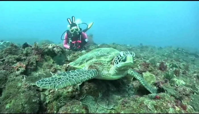 Tai Wan Qian Shui Heng Chun Dian Taiwan Dive Center You Fang Ke Ti Gong - Pingtung County, Hengchun Township