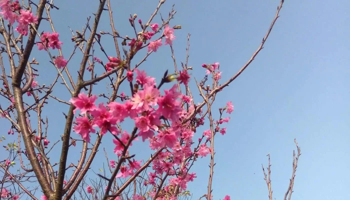 Daxi Blooming Oasis -  區域 - Taoyuan City, Daxi District