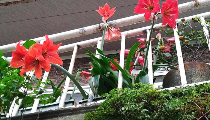 Jiufen Goldore Museum -  視頻 - New Taipei City, Ruifang District