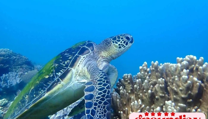 La Sea Dive - 樂灣潛水 - 946台湾屏東縣恆春鎮大光路28號