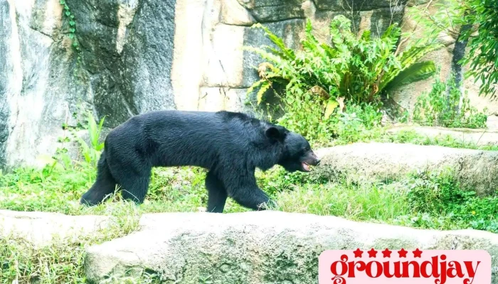 Taipei City Zoo Temperate Animal Area - Taipei City, Wenshan District