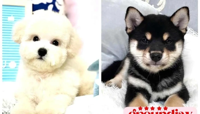 快乐狗幼犬生活馆 - Tainan City, Yongkang District