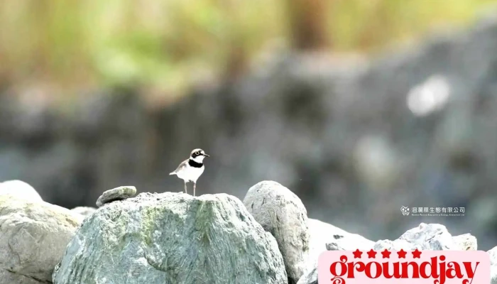 洄瀾風生態有限公司Hualien Natural Education & Ecology Consultant Ltd. - Hualien County, Hualien City