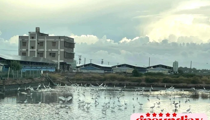 浊水溪出海口「台湾招潮蟹」 - 台湾台西村 彰化縣大城鄉