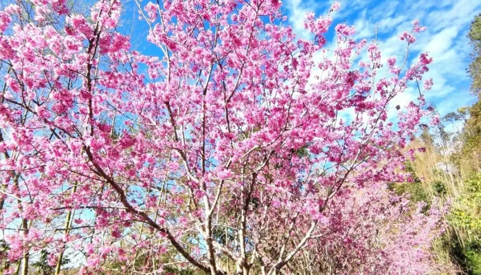 石壁苏家农场 - 646台湾 Yunlin County, Gukeng Township